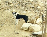 Black and White Dog