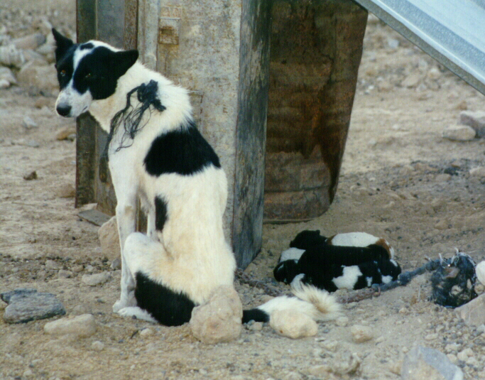 Bedouin-owned bitch