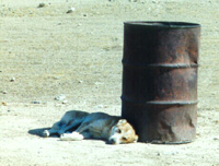 Bedouin Dog