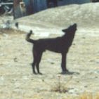 barking Bedouin dog