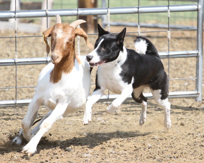 Jasper Herding a Boer Goat