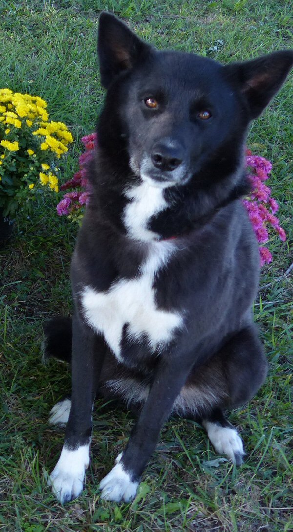 Akc best sale canaan dog